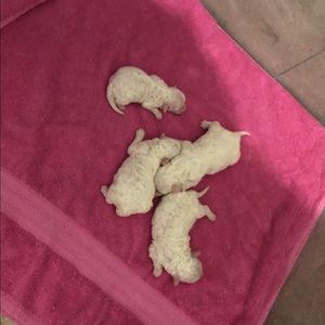 Meet your Posher, Evelyn